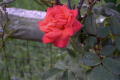 roses 1nov04 004