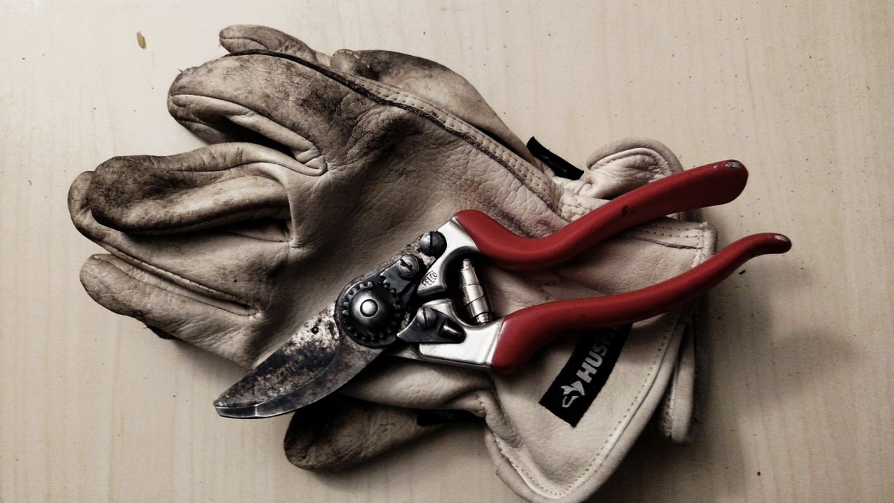 Gloves and Pruners