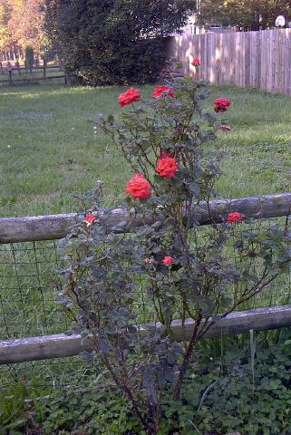 roses 1nov04 003