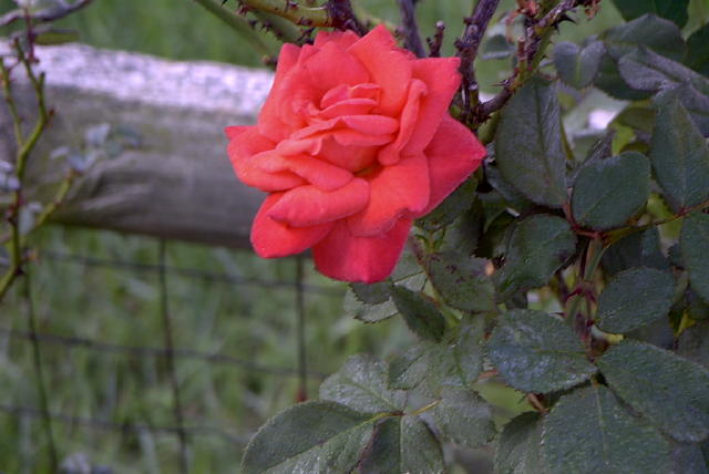 roses 1nov04 004