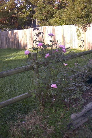 roses 1nov04 005