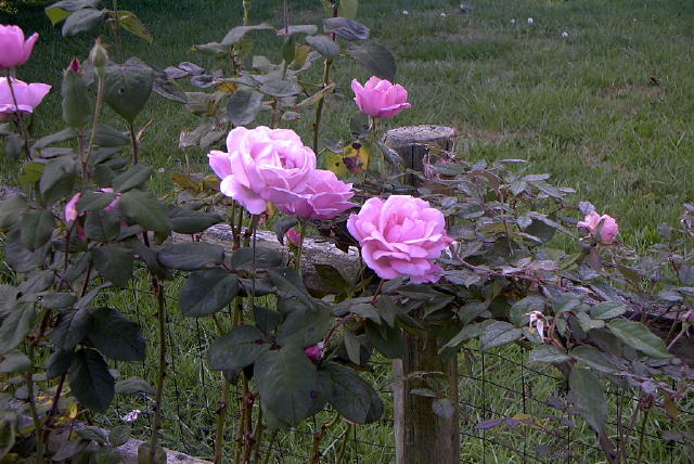 roses 1nov04 006