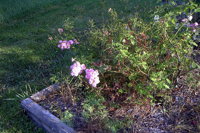 roses 1nov04 012