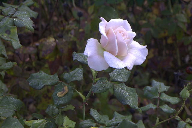 roses 1nov04 025