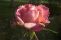 roses 1nov04 018