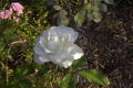 roses 1nov04 019