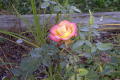 roses 1nov04 020