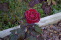 roses 1nov04 024