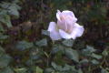 roses 1nov04 025