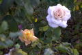 roses 1nov04 027