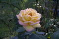 roses 1nov04 029