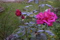 roses 1nov04 032