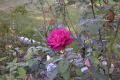 roses 1nov04 037