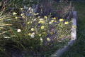 roses 1nov04 042